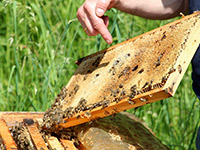 Nahaufnahme einer Bienenwabe - Bild vergrößert  sich bei Mausklick