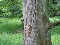 Baumstamm- Bild vergrößert  sich bei Mausklick