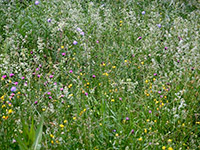 Pflanzenvielfalt einer Wiese - Bild vergrößert  sich bei Mausklick