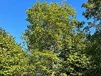 Waldapotheke – Früchte und Wurzeln im Apothekengarten Neubiberg- Bild vergrößert  sich bei Mausklick