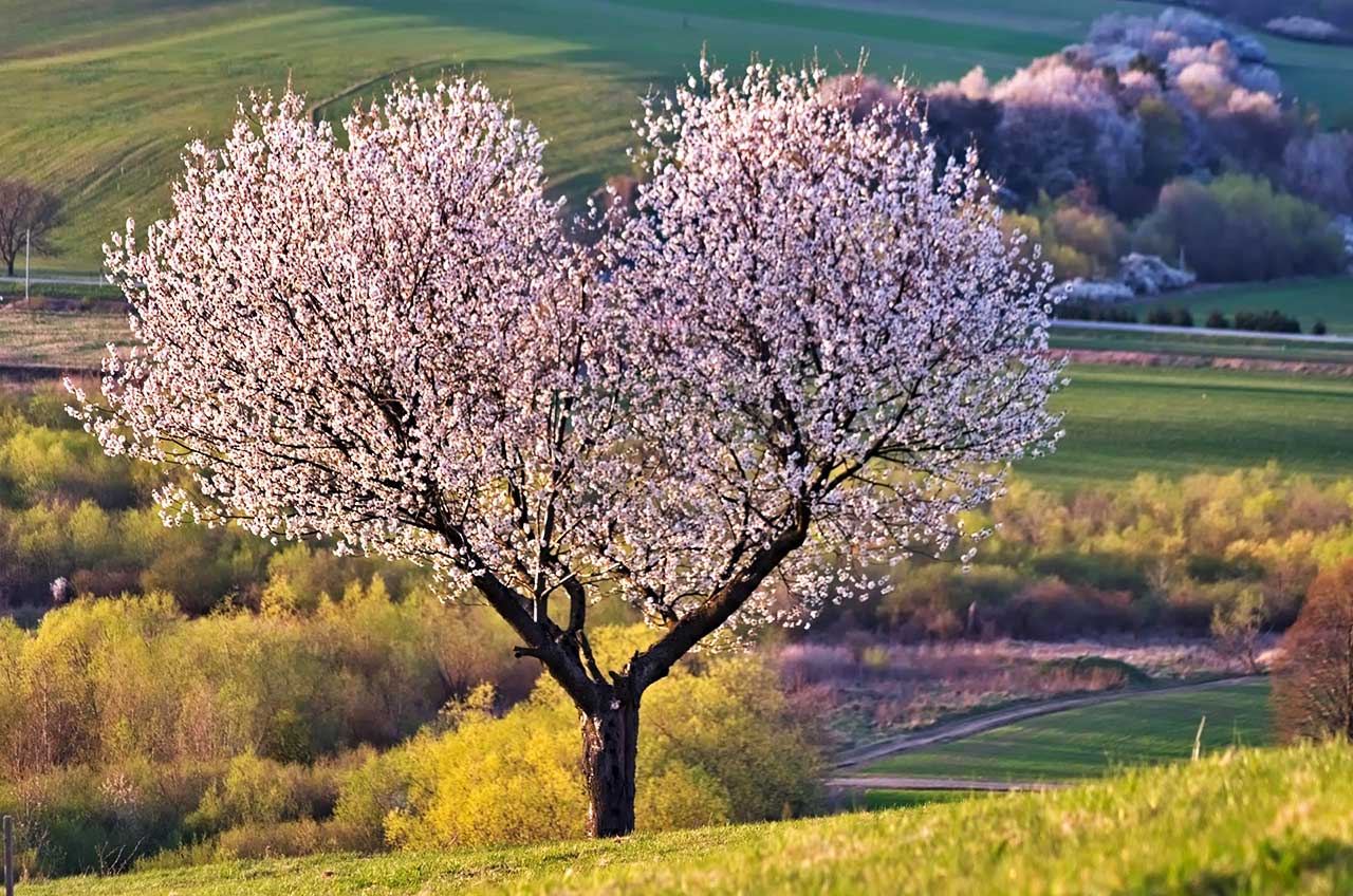 blühender Baum in Herzform