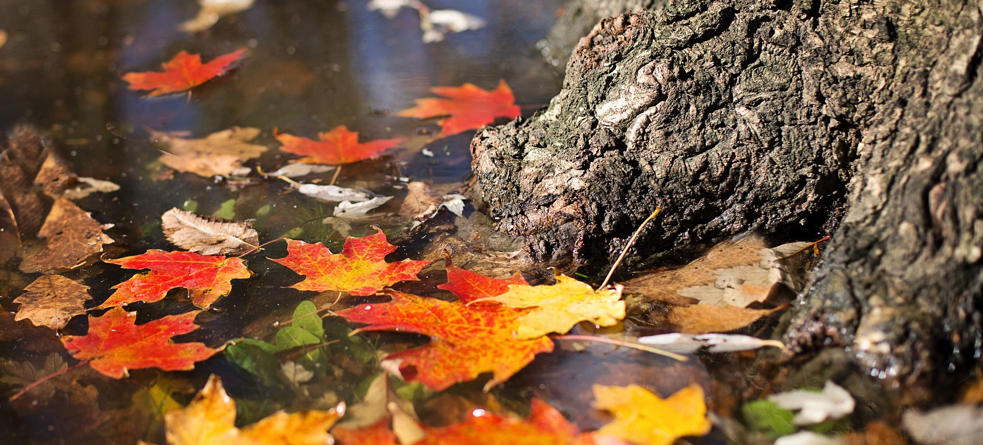 Das Bild zeigt Herbstblätter im Wasser.