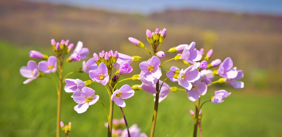 Das Bild zeigt Frühlingsblumen auf einer Wiese,  Fotoquelle: pixabay