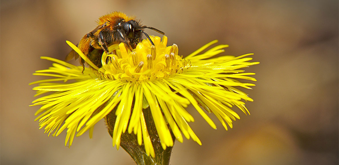 Das Bild zeigt eine Biene auf einer Blume Fotoquelle: pixabay