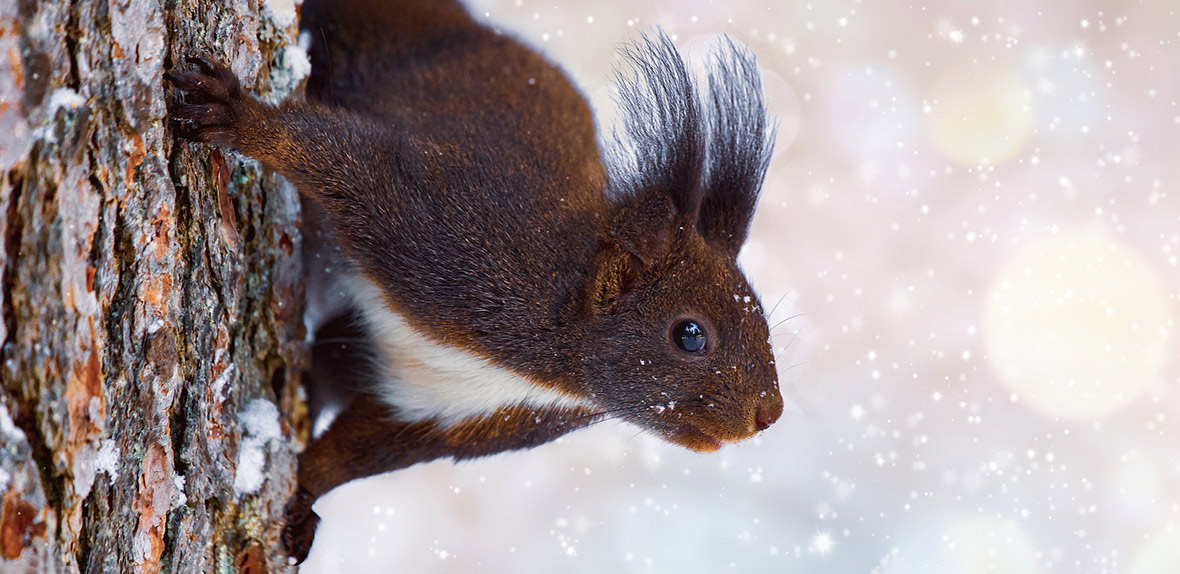 Das Bild zeigt ein Eichhörnchen, Fotoquelle:pixabay
