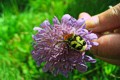 Zum Vergrößern bitte anklicken; Ackerwitwenblume (Knautia arvensis) mit Gebändertem Pinselkäfer (Trichius fasciatus), Quelle: Rosmarie Wagenstaller