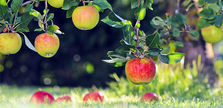 Das Bild zeigt einen Apfelbaum mit Äpfeln 
