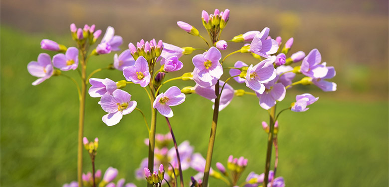 Das Bild zeigt Blumen;  Fotoquelle: pixabay